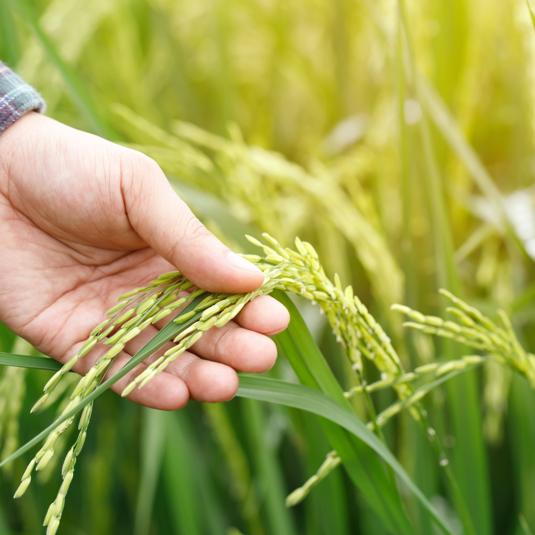 Soluciones en proveedores para semillas, agroquimicos, marcas privadas